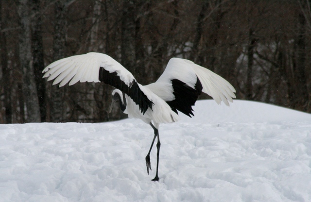 f:id:bihorokiyoshi:20210214065207j:plain