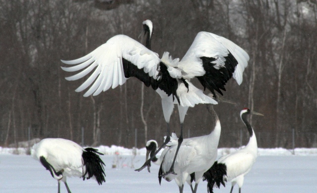 f:id:bihorokiyoshi:20210214065225j:plain