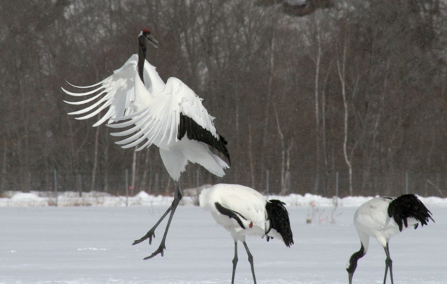 f:id:bihorokiyoshi:20210214065245j:plain