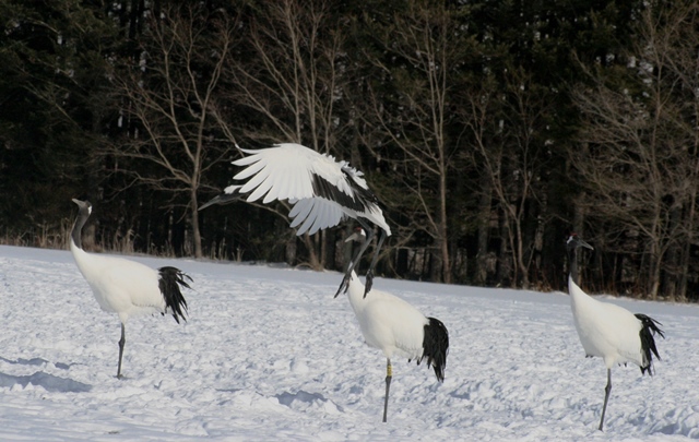 f:id:bihorokiyoshi:20210214065303j:plain