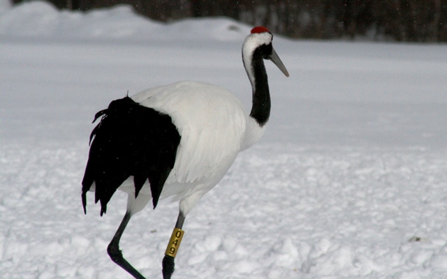 f:id:bihorokiyoshi:20210216060649j:plain