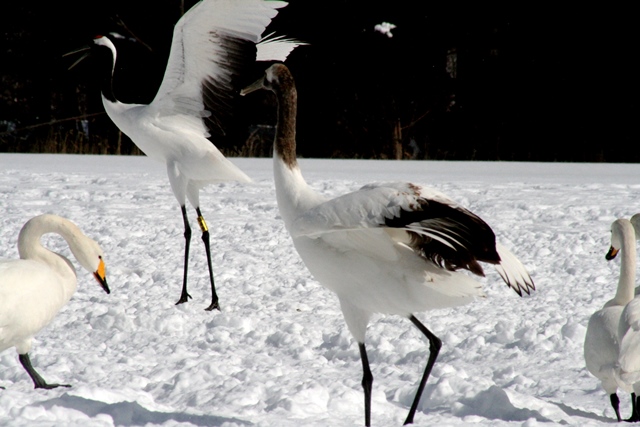 f:id:bihorokiyoshi:20210216060710j:plain