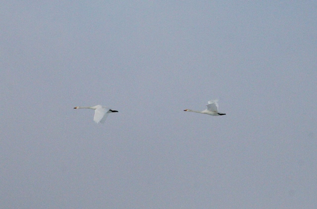 f:id:bihorokiyoshi:20210225072538j:plain