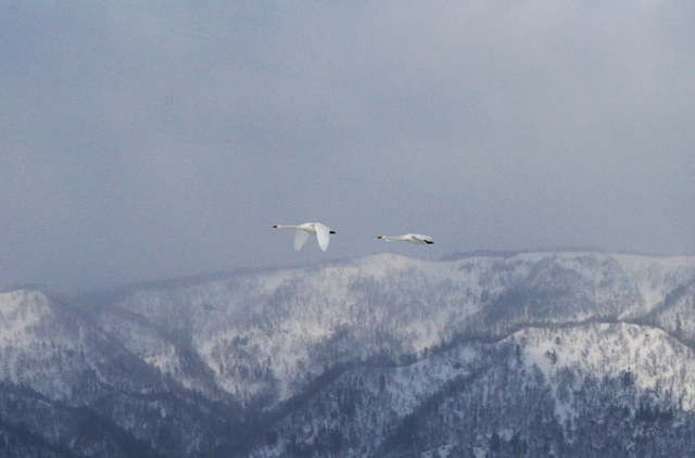 f:id:bihorokiyoshi:20210225072602j:plain