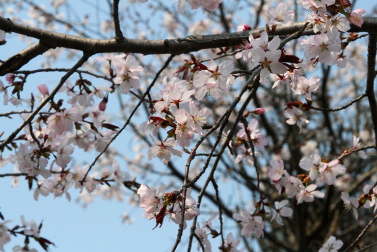 f:id:bihorokiyoshi:20210504065233j:plain