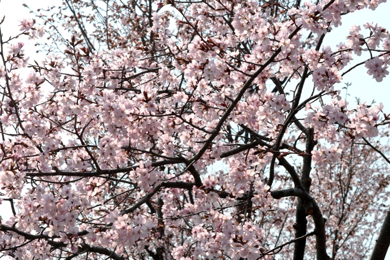 f:id:bihorokiyoshi:20210504065255j:plain