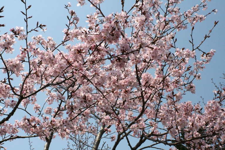 f:id:bihorokiyoshi:20210504065319j:plain