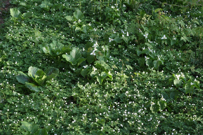 f:id:bihorokiyoshi:20210520064540j:plain