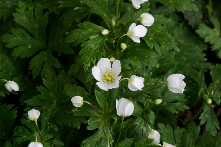 f:id:bihorokiyoshi:20210520064644j:plain