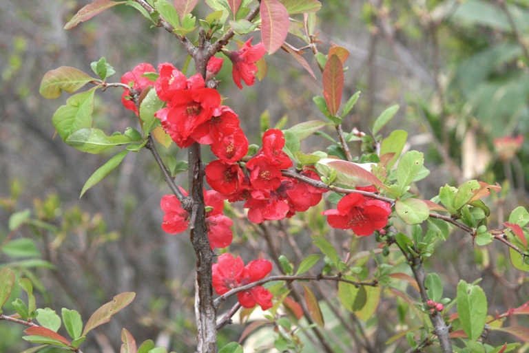 f:id:bihorokiyoshi:20210524072001j:plain