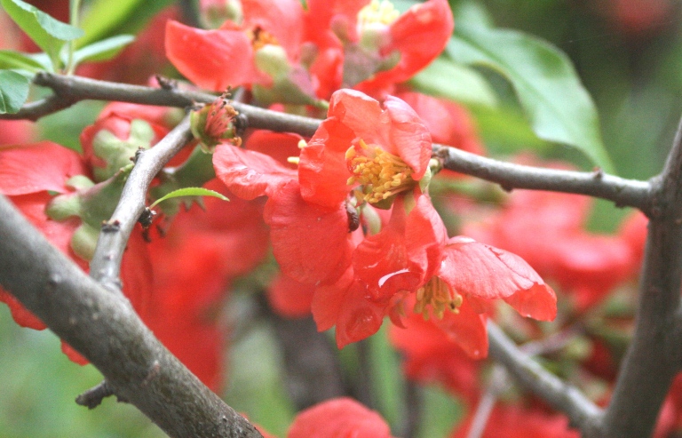 f:id:bihorokiyoshi:20210524072024j:plain