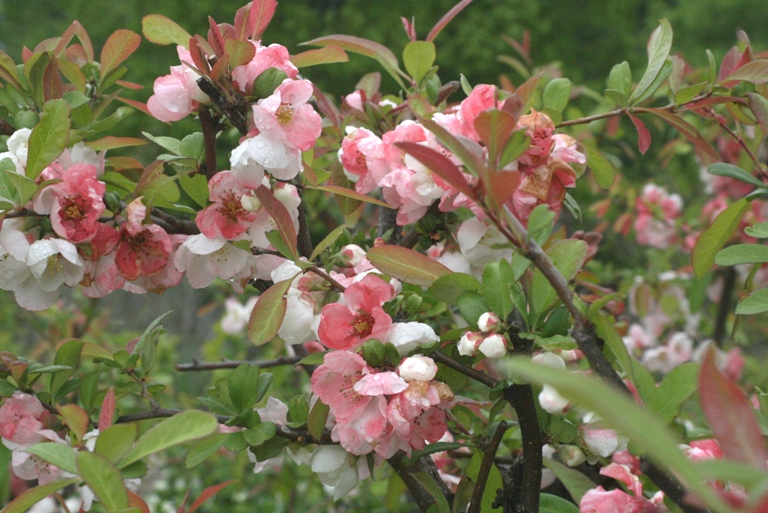 f:id:bihorokiyoshi:20210524072050j:plain