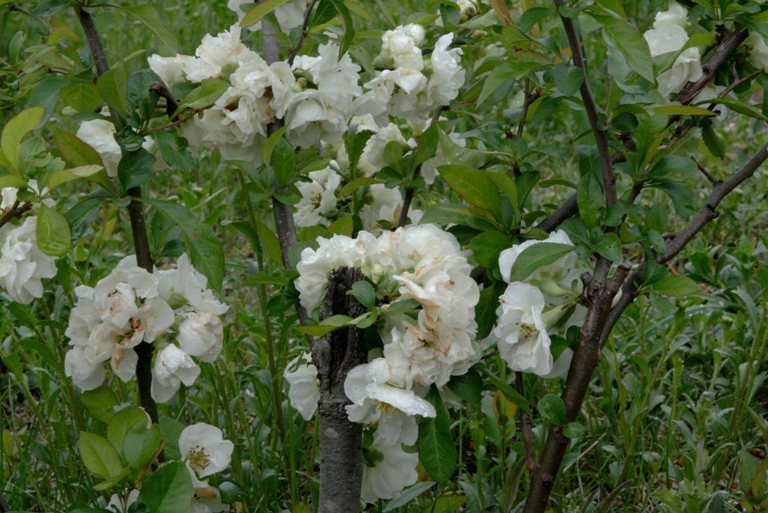 f:id:bihorokiyoshi:20210524072110j:plain