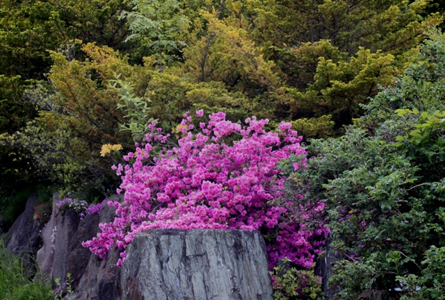 f:id:bihorokiyoshi:20210611045229j:plain
