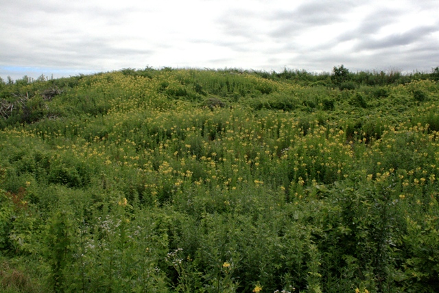 f:id:bihorokiyoshi:20210725070929j:plain