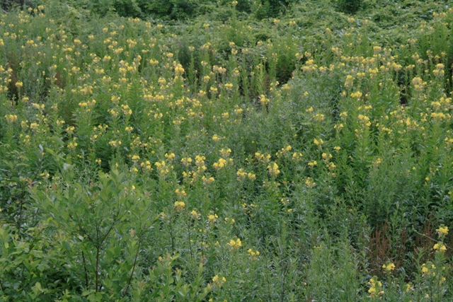 f:id:bihorokiyoshi:20210725070949j:plain