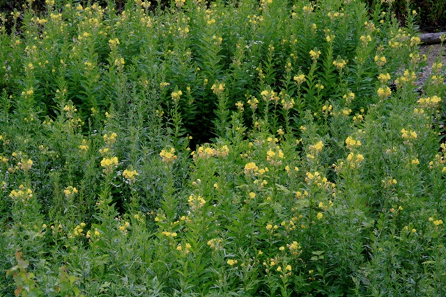 f:id:bihorokiyoshi:20210725071002j:plain