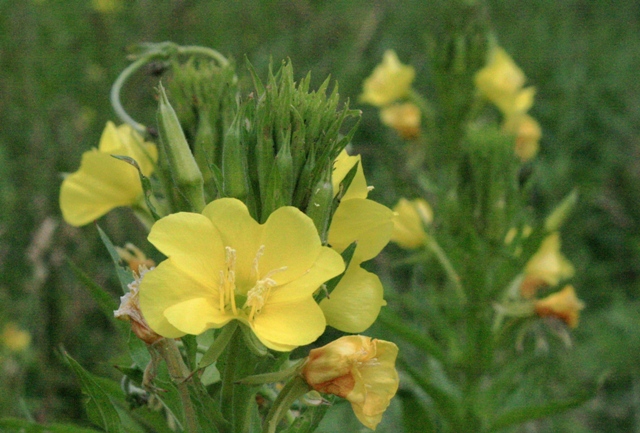 f:id:bihorokiyoshi:20210725071021j:plain