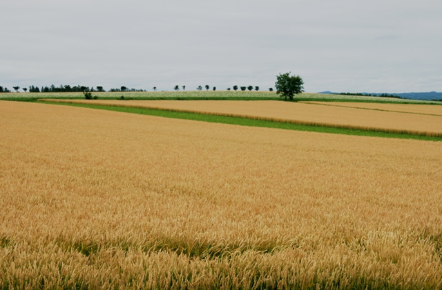 f:id:bihorokiyoshi:20210727061458j:plain