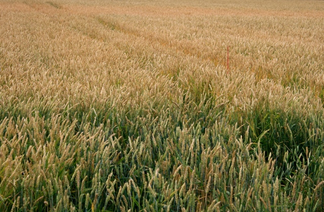 f:id:bihorokiyoshi:20210727061542j:plain