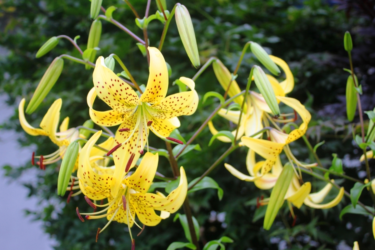 f:id:bihorokiyoshi:20210803072207j:plain