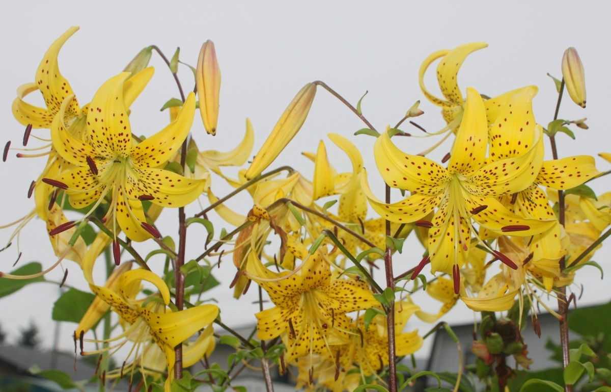 f:id:bihorokiyoshi:20210803072255j:plain