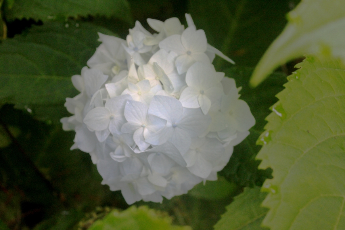 f:id:bihorokiyoshi:20210804061014j:plain