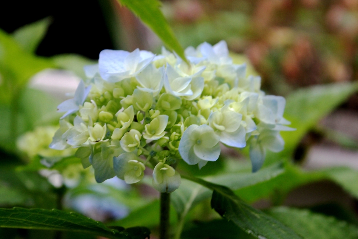 f:id:bihorokiyoshi:20210804061115j:plain