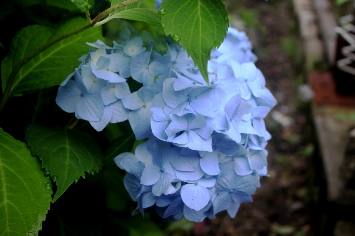 f:id:bihorokiyoshi:20210804061142j:plain