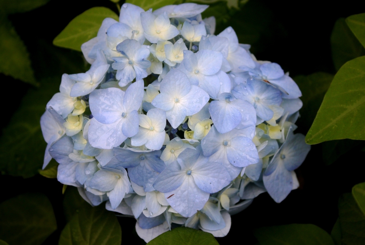 f:id:bihorokiyoshi:20210804061206j:plain