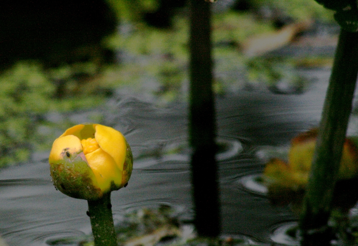 f:id:bihorokiyoshi:20210805052618j:plain