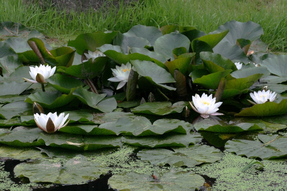 f:id:bihorokiyoshi:20210806063532j:plain