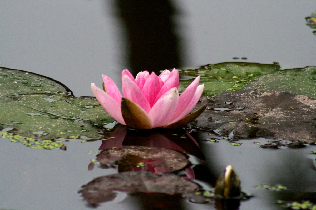 f:id:bihorokiyoshi:20210806063702j:plain