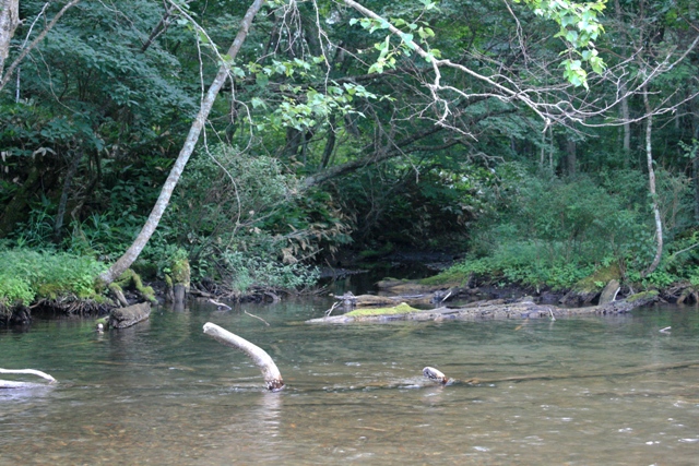 f:id:bihorokiyoshi:20210810053733j:plain