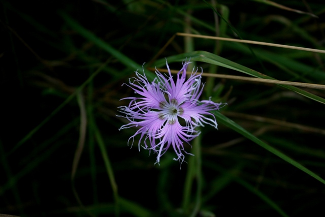 f:id:bihorokiyoshi:20210812061752j:plain