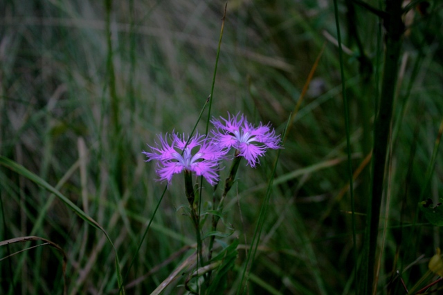 f:id:bihorokiyoshi:20210812061814j:plain