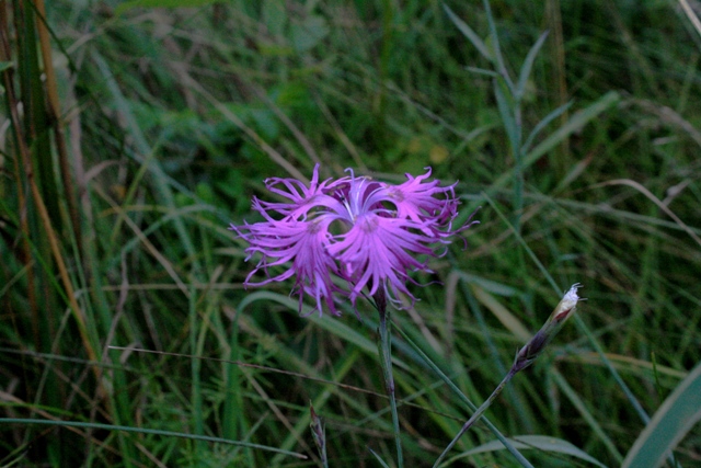 f:id:bihorokiyoshi:20210812061836j:plain