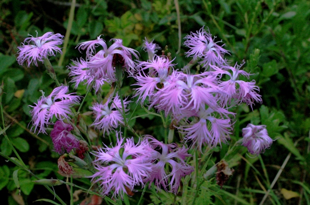 f:id:bihorokiyoshi:20210812061910j:plain