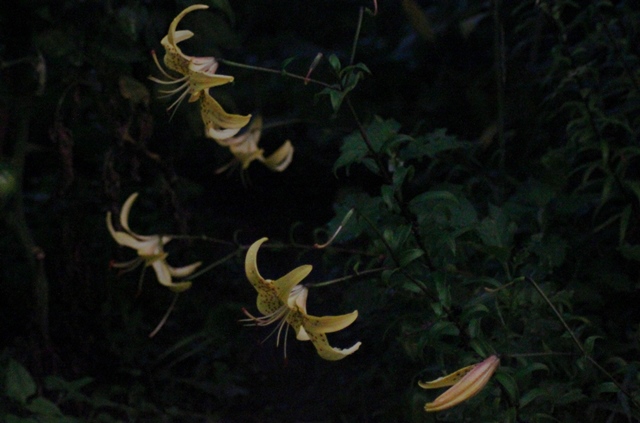 f:id:bihorokiyoshi:20210816054600j:plain