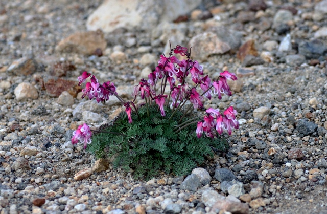 f:id:bihorokiyoshi:20210818054918j:plain