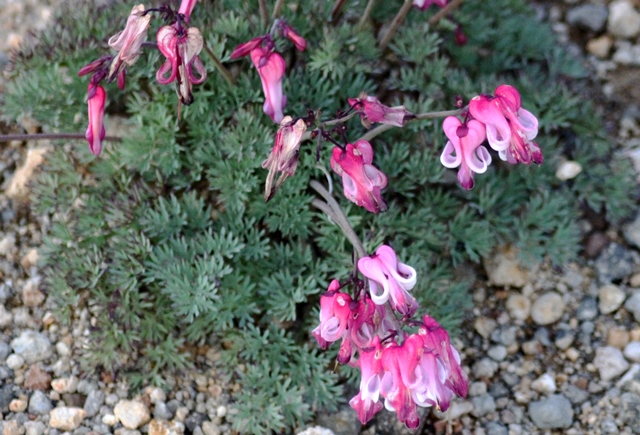 f:id:bihorokiyoshi:20210818054940j:plain