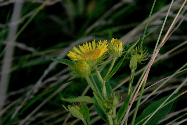 f:id:bihorokiyoshi:20210822073643j:plain