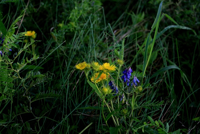 f:id:bihorokiyoshi:20210822073706j:plain