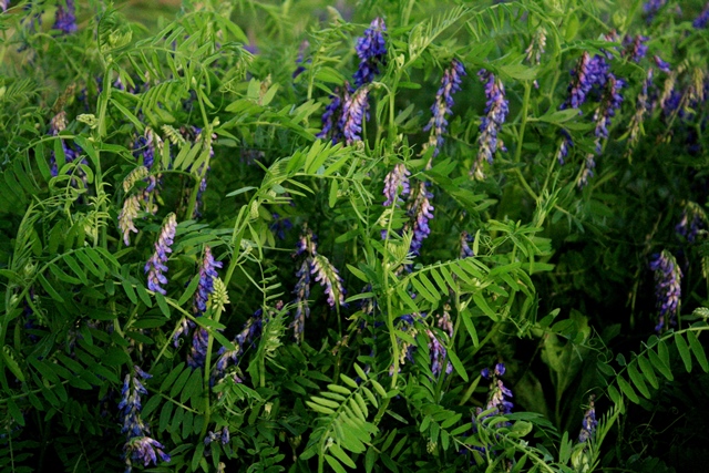 f:id:bihorokiyoshi:20210822073759j:plain