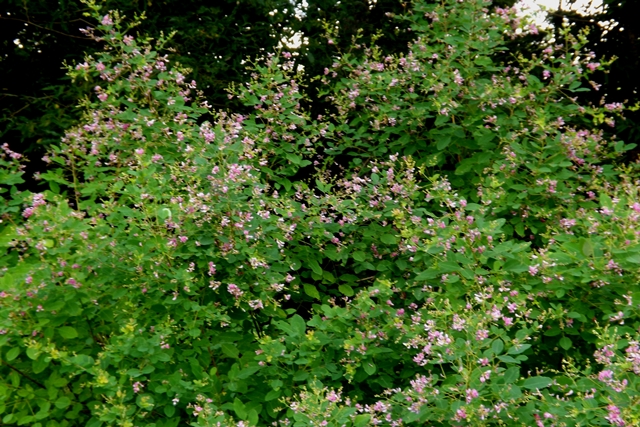 f:id:bihorokiyoshi:20210823055126j:plain