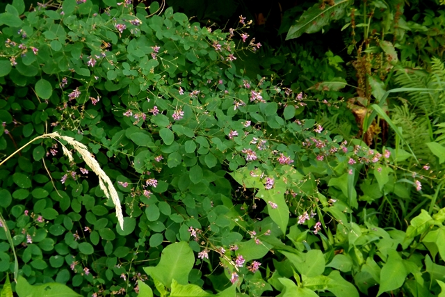 f:id:bihorokiyoshi:20210823055152j:plain