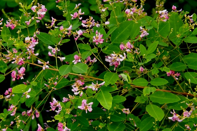 f:id:bihorokiyoshi:20210823055220j:plain