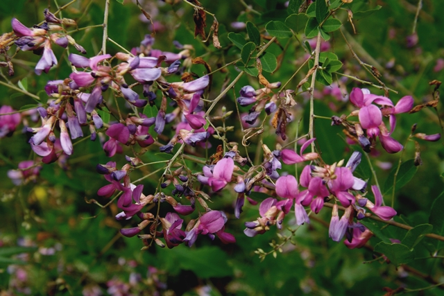 f:id:bihorokiyoshi:20210823055245j:plain