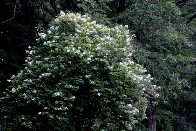 f:id:bihorokiyoshi:20210825054645j:plain