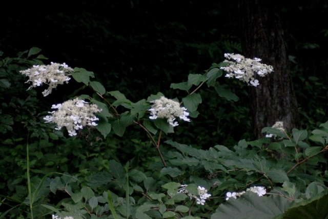 f:id:bihorokiyoshi:20210825054738j:plain